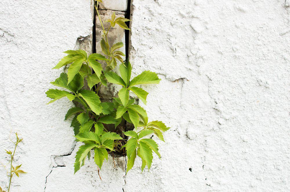 Green plant growing through a crack in a white wall, symbolizing resilience and growth.